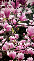 Magnolia × soulangeana