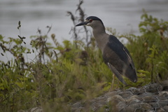 Nycticorax nycticorax obscurus