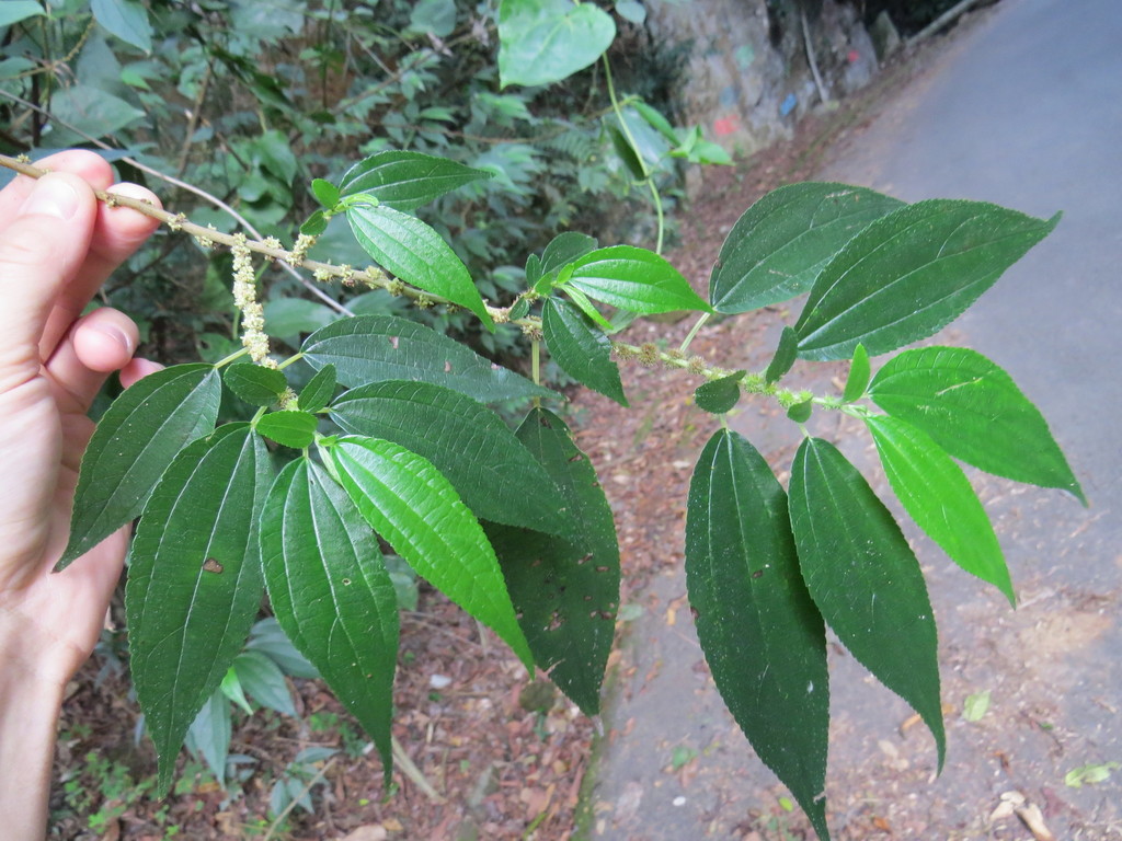 Boehmeria pavonii