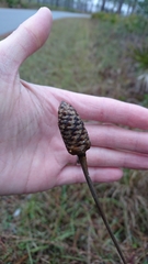 Xyris ambigua