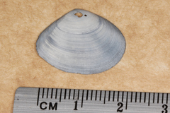 Macomona deltoidalis