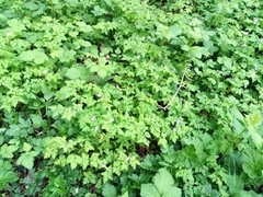 Geranium robertianum
