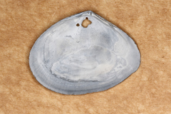 Macomona deltoidalis