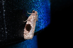 Ophiorrhabda mormopa