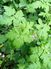 Geranium robertianum