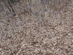 Viburnum opulus americanum