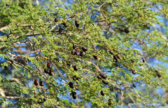 Libidibia paraguariensis