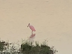 Platalea ajaja