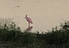 Platalea ajaja