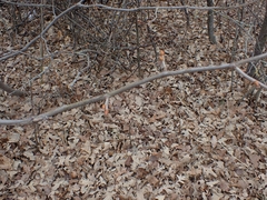 Viburnum opulus americanum