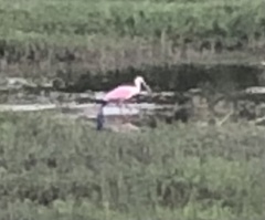 Platalea ajaja