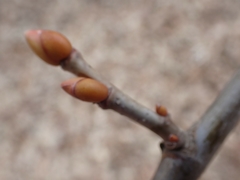 Viburnum opulus americanum