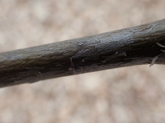 Viburnum opulus americanum