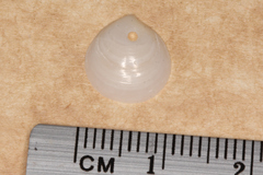 Microstagon adamsi