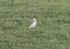 Bubulcus ibis