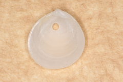 Microstagon adamsi
