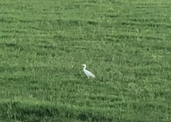 Bubulcus ibis
