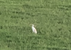 Bubulcus ibis