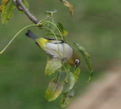 Zosterops maderaspatanus