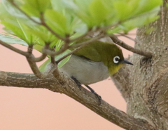 Zosterops maderaspatanus