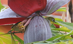 Zosterops maderaspatanus