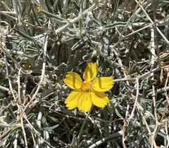 Psilostrophe cooperi