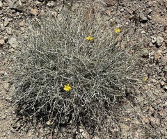 Psilostrophe cooperi