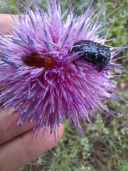 Euphoria sepulcralis