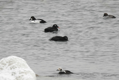 Bucephala clangula × islandica