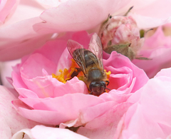 Apis mellifera unicolor