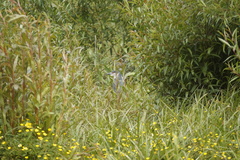 Nycticorax nycticorax obscurus