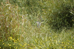 Nycticorax nycticorax obscurus