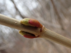 Viburnum opulus americanum
