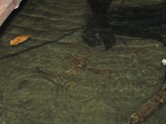 Macrobrachium carcinus