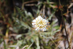 Hypochaeris incana