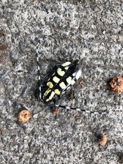 Anoplophora horsfieldii