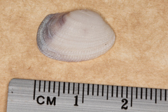 Irus crenatus