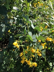 Senna bicapsularis