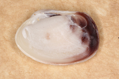 Irus crenatus