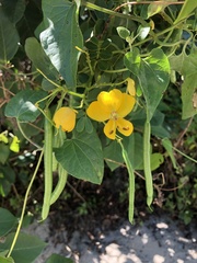 Senna bicapsularis