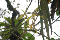 Image of Epidendrum parkinsonianum