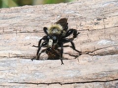Laphria flavicollis
