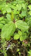 Trillium viride