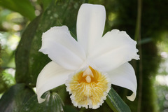Sobralia chrysostoma