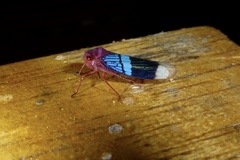 Amblyscarta opulenta