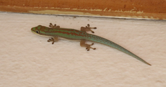 Phelsuma modesta leiogaster