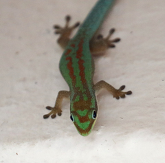 Phelsuma modesta leiogaster