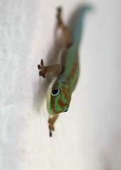 Phelsuma modesta leiogaster