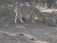 Lycalopex culpaeus culpaeus