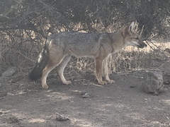 Lycalopex culpaeus culpaeus
